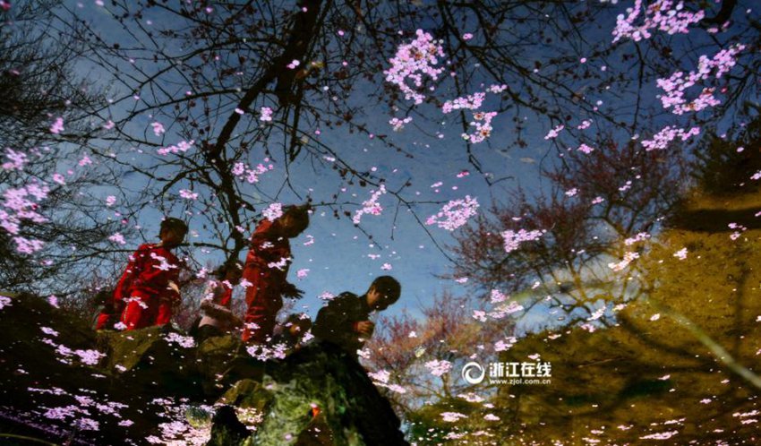 중국 항저우 기온 21℃, 매화꽃 활짝 피어나