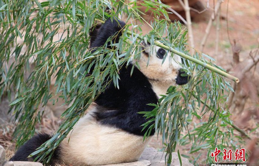 워싱턴 국립동물원, 자이언트 판다 ‘바오바오’ 귀국 여정 올라