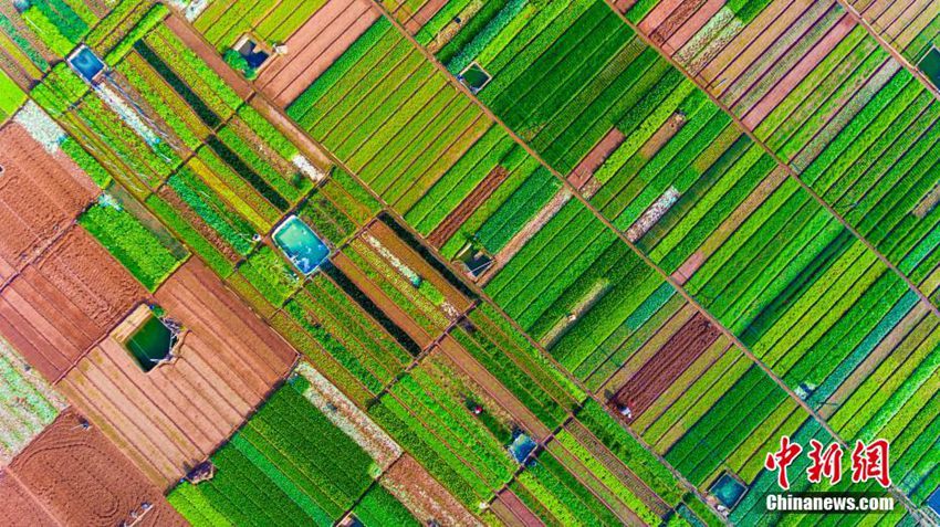 중국 하이난 하이커우(海口)의 논밭… 알록달록 모자이크