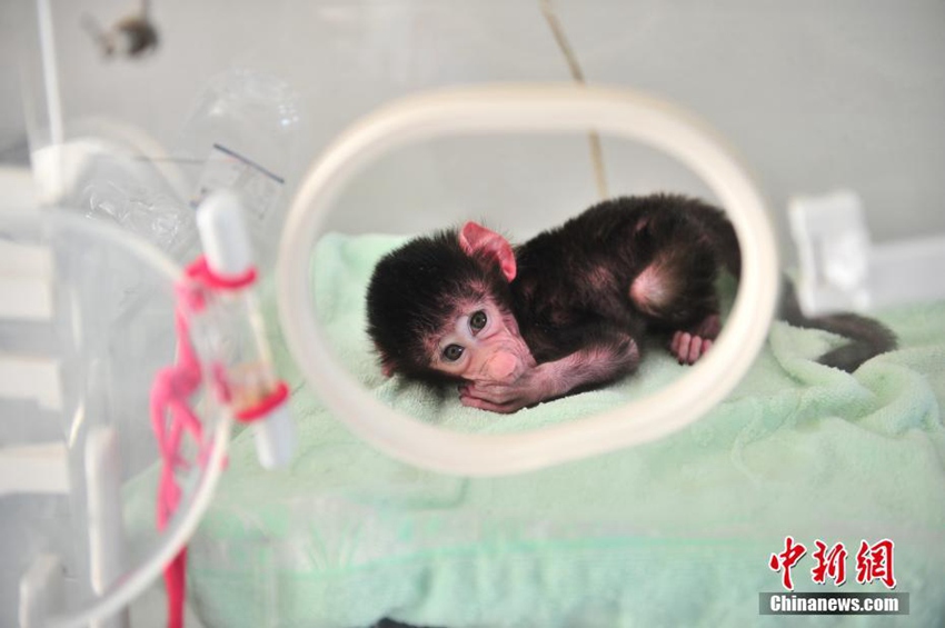 2월 20일, 인큐베이터에 들어가 있는 새끼 망토개코원숭이