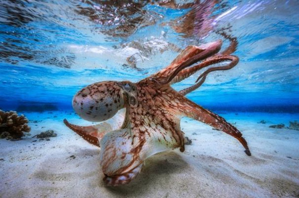 신비로운 해저세계: 2017 글로벌 수중 사진 경연대회 개최