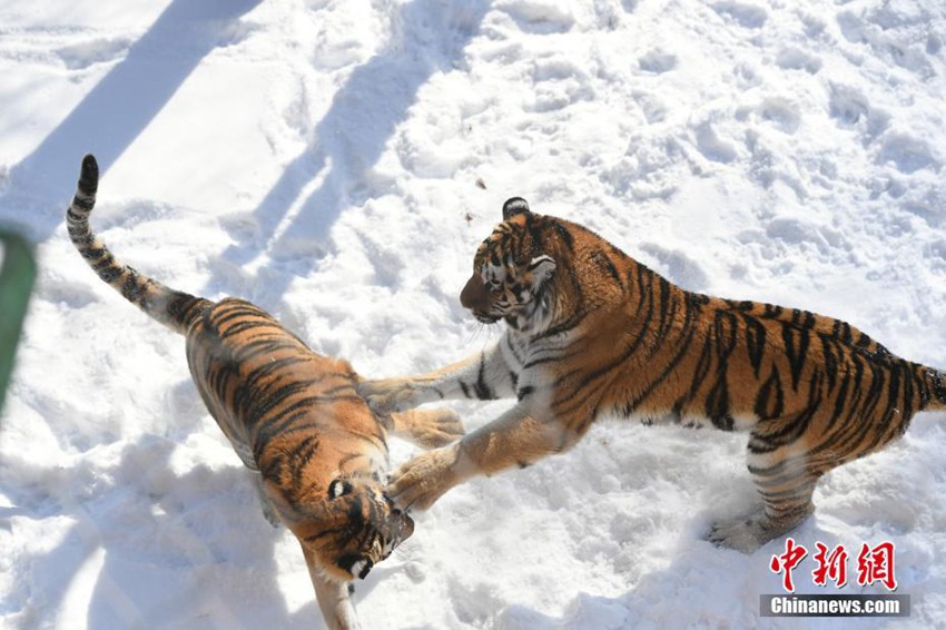 2월 23일 창춘(長春, 장춘) 동식물공원, 둥베이후(東北虎, 동북호랑이) 두 마리가 눈밭에서 뛰어노는 모습
