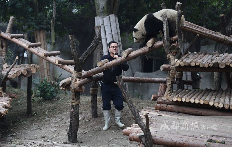 중국 쓰촨 판다 ‘육아대디’, 매일 옮기는 대나무만 해도 50kg