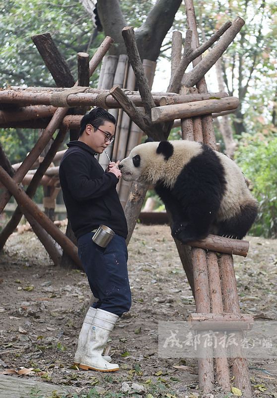 중국 쓰촨 판다 ‘육아대디’, 매일 옮기는 대나무만 해도 50kg