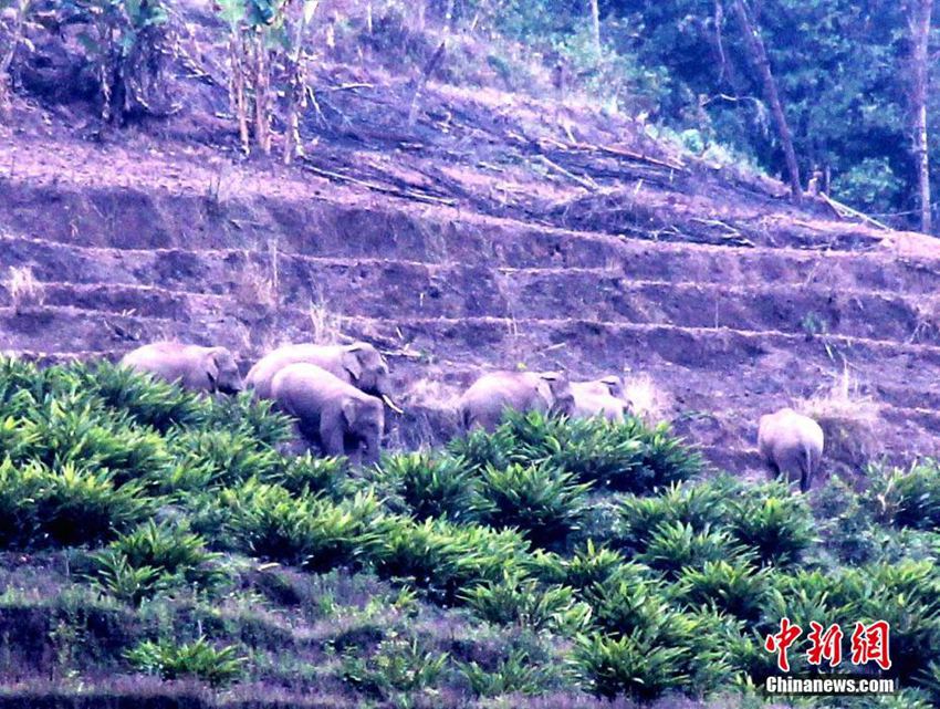 야생 코끼리 출몰! 윈난 13마리 코끼리 떼 가정집 덮쳐 음식물 강탈
