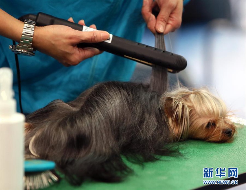 홍콩 ‘애완동물의 날’, 애완동물 미용 페스티벌 개최