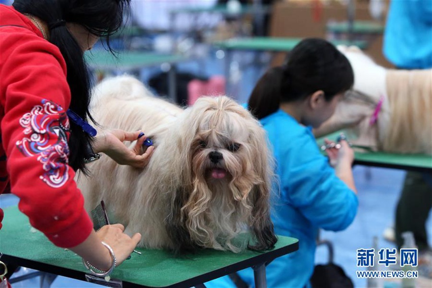 홍콩 ‘애완동물의 날’, 애완동물 미용 페스티벌 개최