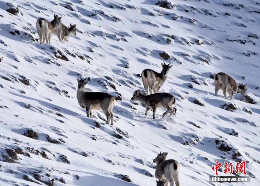 간쑤에 나타난 멸종 위기 ‘티베트 푸른양’… 눈밭에서 먹이 구하는 모습 너무 귀여워