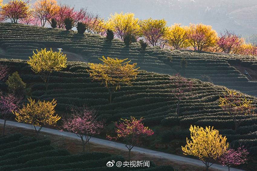 중국 푸젠 장핑 15만 그루의 벚나무, 활짝 핀 벚꽃의 환상적인 경치