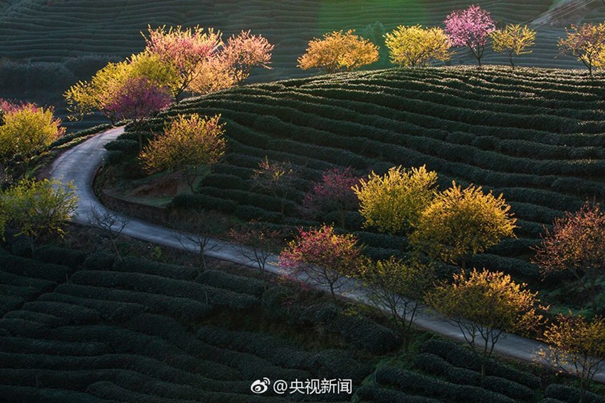 중국 푸젠 장핑 15만 그루의 벚나무, 활짝 핀 벚꽃의 환상적인 경치