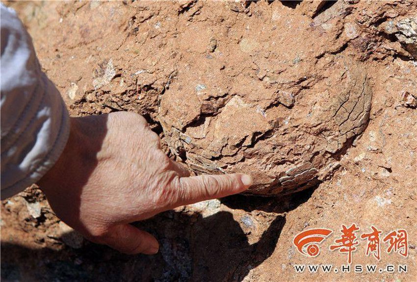 산시 촌민이 발견한 ‘돌멩이’… 알고 보니 ‘공룡알 화석’!
