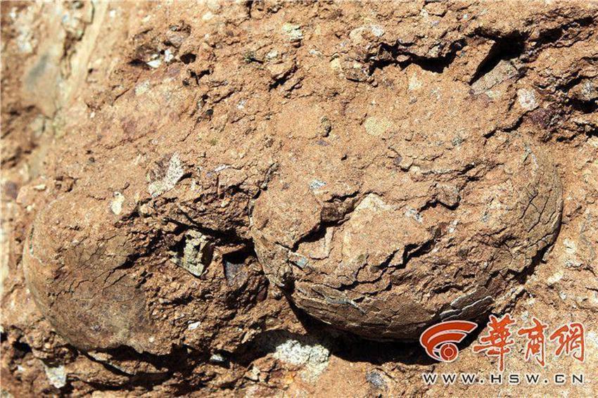 산시 촌민이 발견한 ‘돌멩이’… 알고 보니 ‘공룡알 화석’!