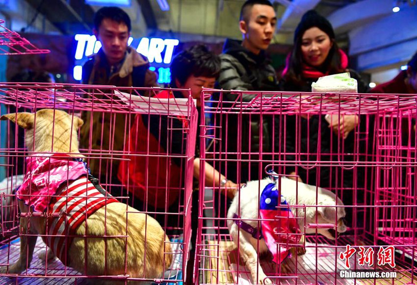 중국 우루무치 ‘유기동물 입양하는 날’, 새로운 주인 기다리는 멍멍이들