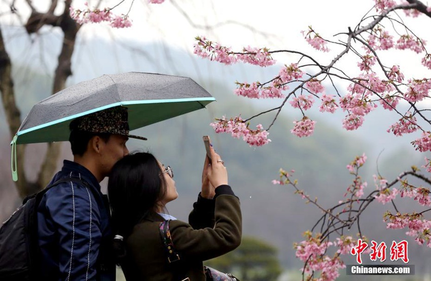 우한 벚꽃동산에 1만여 그루의 벚꽃나무 활짝… 시민들 빗속에서의 이색 꽃구경