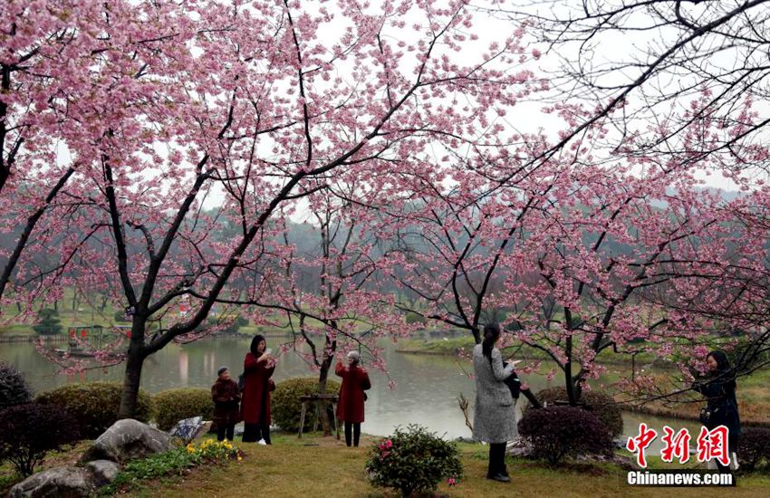 우한 벚꽃동산에 1만여 그루의 벚꽃나무 활짝… 시민들 빗속에서의 이색 꽃구경