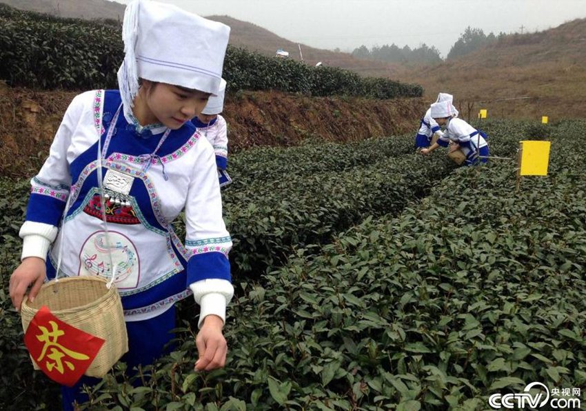 ‘구이저우 춘차(春茶)의 첫 번째 주전자’… 찻잎 따는 소수민족 소녀들