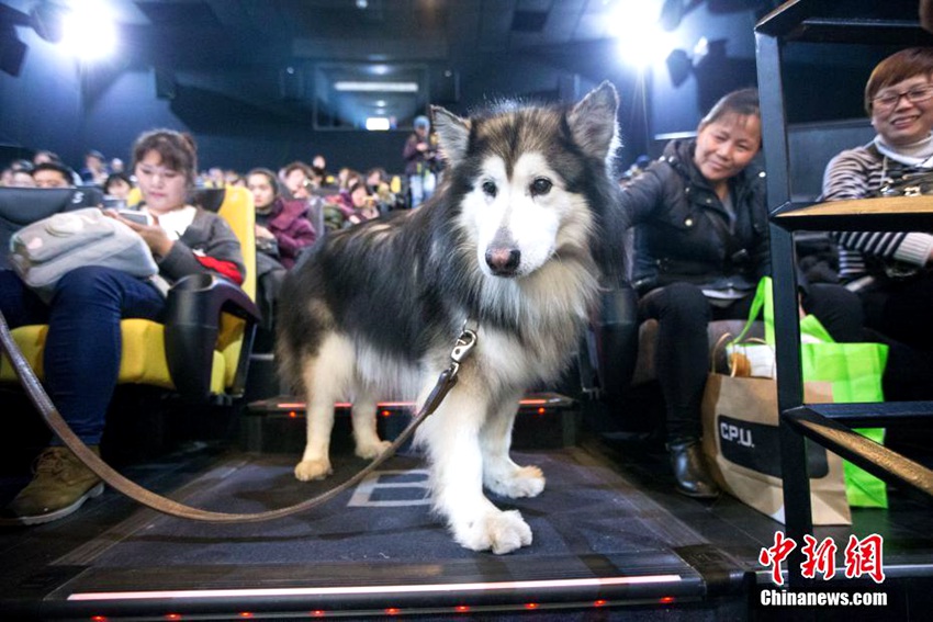 따뜻한 마음씨로 이룬 ‘한 마리 강아지의 영화관 출입 허가’ 이야기