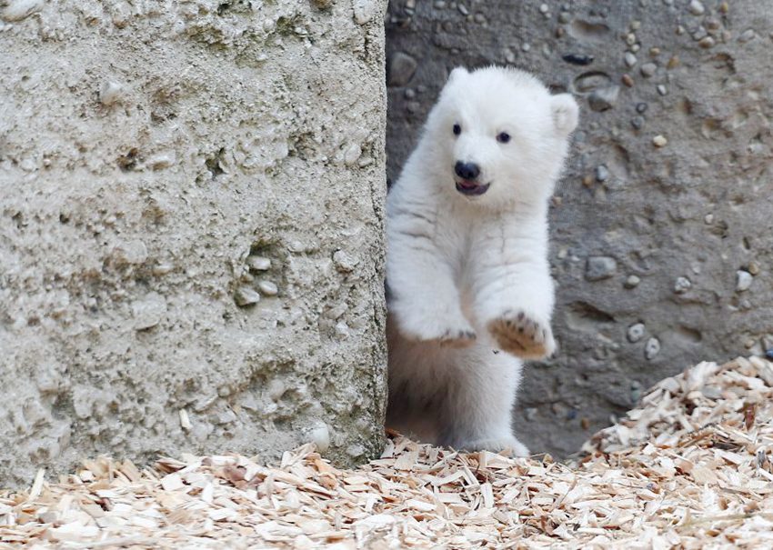 걸음마저도 깜찍해! 새끼 북극곰의 ‘귀요미’ 매력 폭발