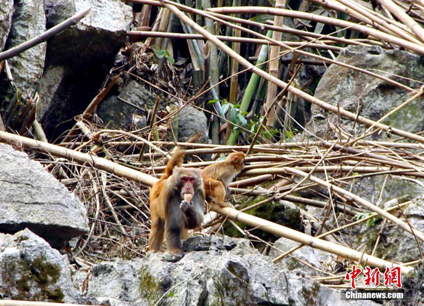 100여 마리의 야생 원숭이, 마을 주민들 자발적으로 키워