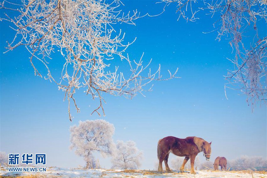 중국 지린 초봄에 찾아온 상고대 현상! 중국 4대 자연경관의 아름다움