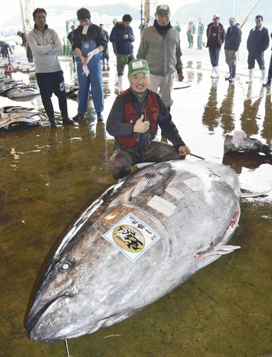 일본 어민 446kg 2.82m 초대형 참치 포획, 판매가 3000만 원