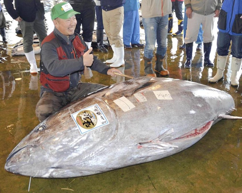 일본 어민 446kg 2.82m 초대형 참치 포획, 판매가 3000만 원