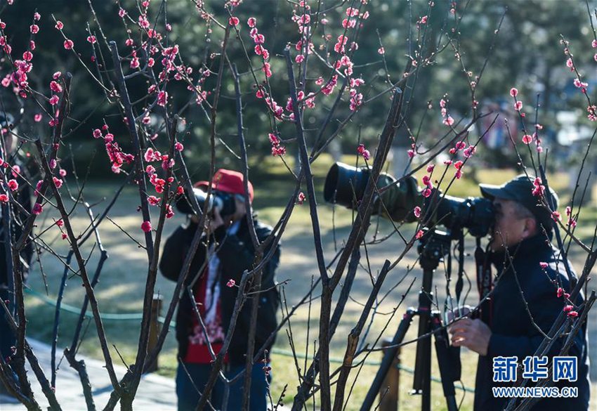 베이징 밍청창 유적공원에 핀 매화꽃, 화려한 그 모습