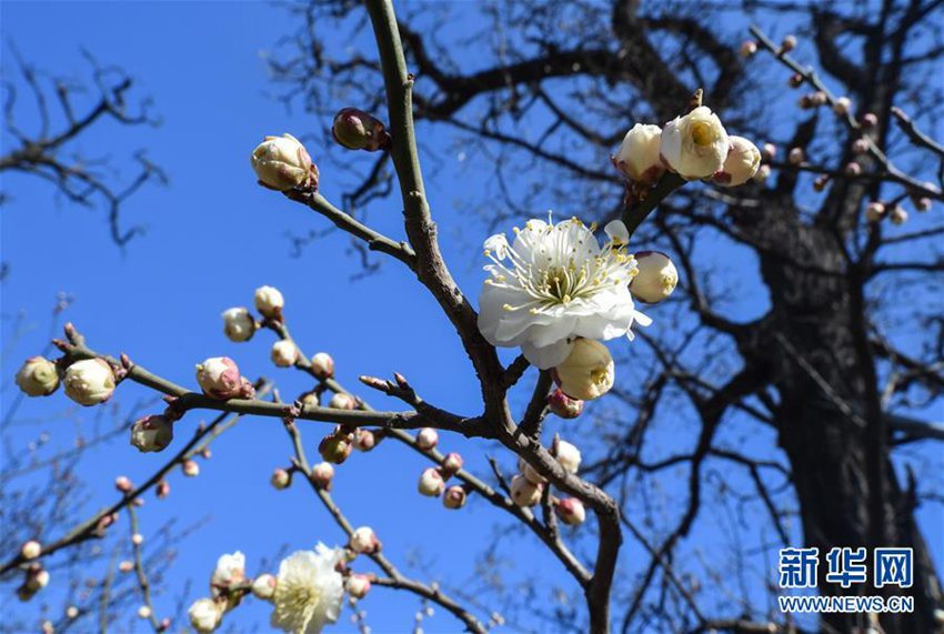 베이징 밍청창 유적공원에 핀 매화꽃, 화려한 그 모습