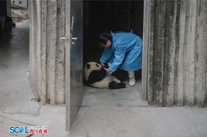 우리가 몰랐던 판다 사육사의 일상… 먹이 주고 놀아주기만 하는 게 아니야