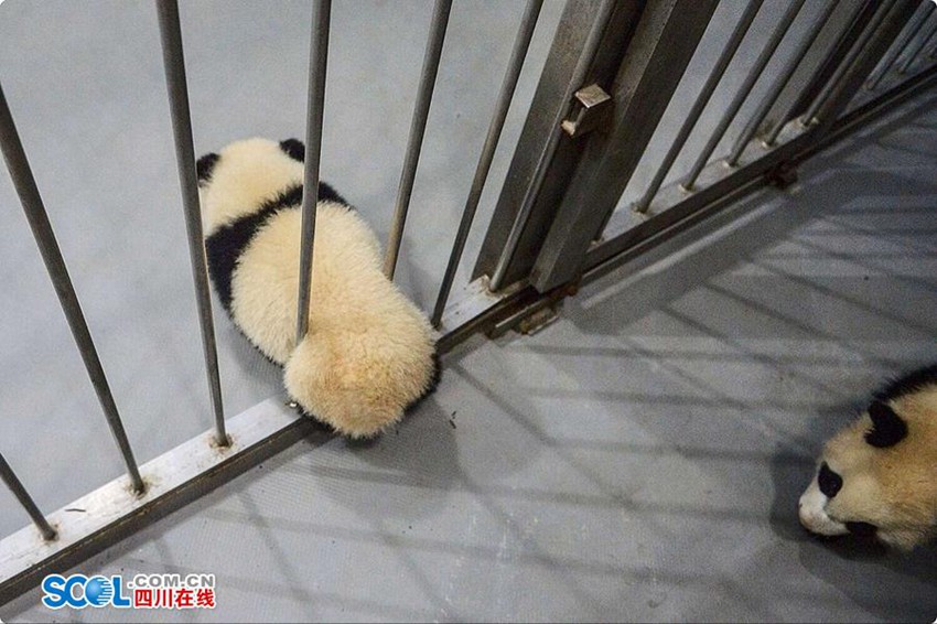 우리가 몰랐던 판다 사육사의 일상… 먹이 주고 놀아주기만 하는 게 아니야
