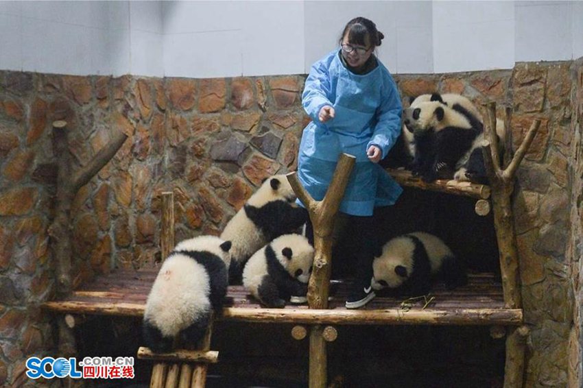 우리가 몰랐던 판다 사육사의 일상… 먹이 주고 놀아주기만 하는 게 아니야