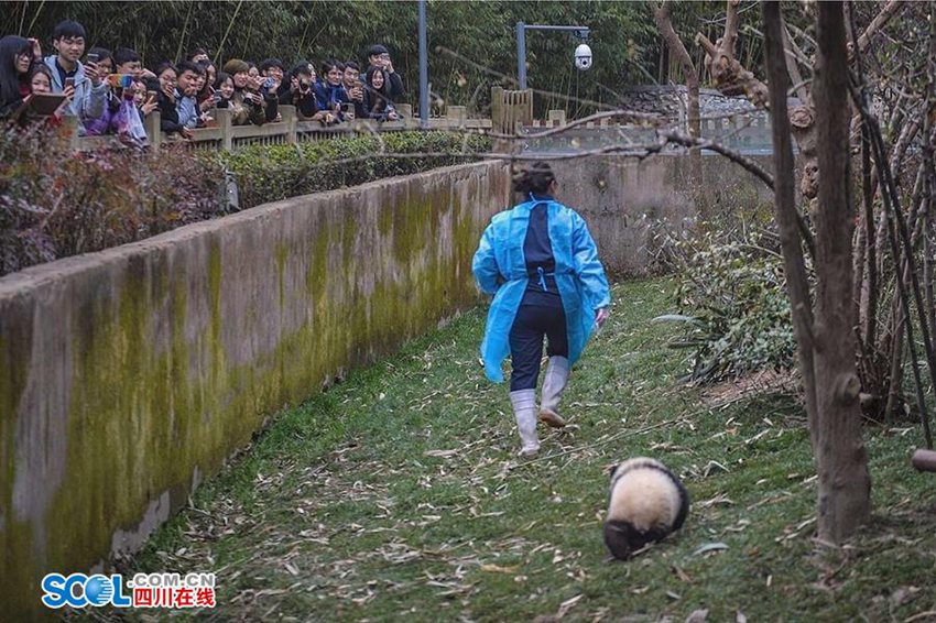 우리가 몰랐던 판다 사육사의 일상… 먹이 주고 놀아주기만 하는 게 아니야
