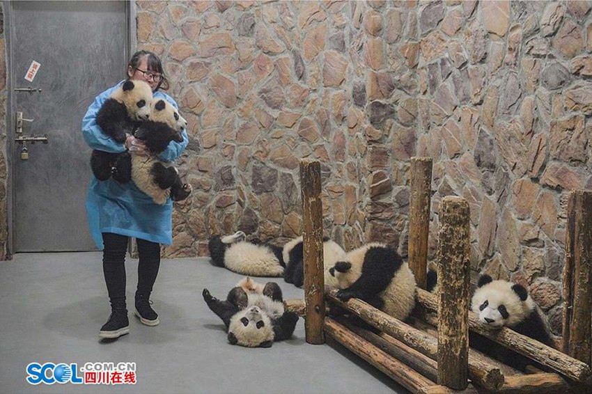 우리가 몰랐던 판다 사육사의 일상… 먹이 주고 놀아주기만 하는 게 아니야