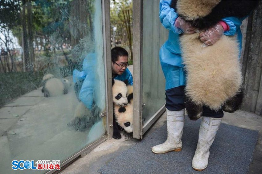우리가 몰랐던 판다 사육사의 일상… 먹이 주고 놀아주기만 하는 게 아니야