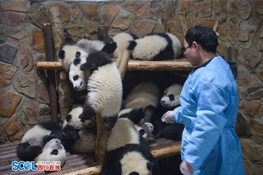 우리가 몰랐던 판다 사육사의 일상… 먹이 주고 놀아주기만 하는 게 아니야