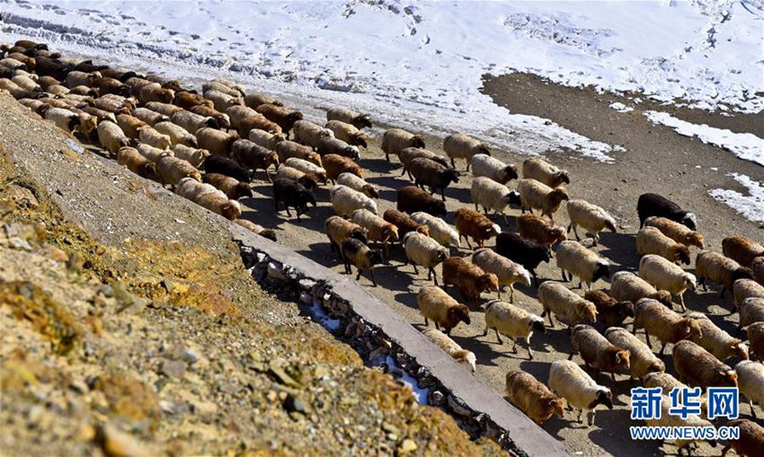 신장 이리: 월동 마친 13만 마리의 가축들, 100km 넘는 대이동 시작