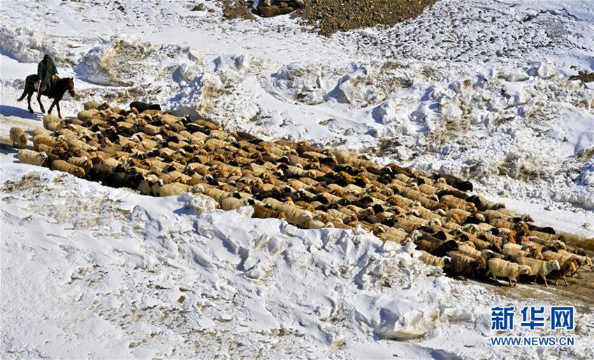 신장 이리: 월동 마친 13만 마리의 가축들, 100km 넘는 대이동 시작