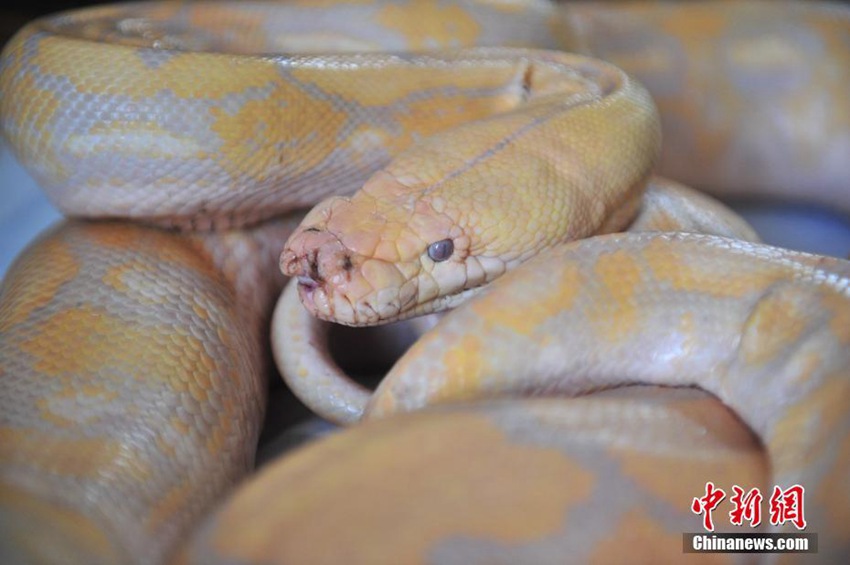 아찔! 윈난 야생동물원 수의사, 4m 넘는 뱀 주둥이 치료