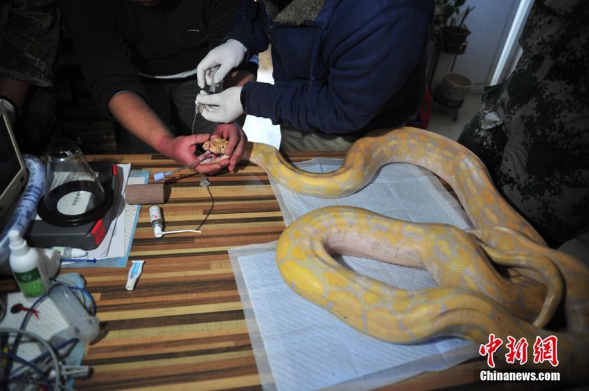 아찔! 윈난 야생동물원 수의사, 4m 넘는 뱀 주둥이 치료