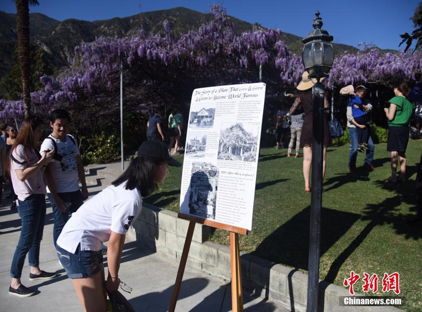 LA 화려한 중국산 자등꽃, 100주년 맞은 LA 자등꽃 축제