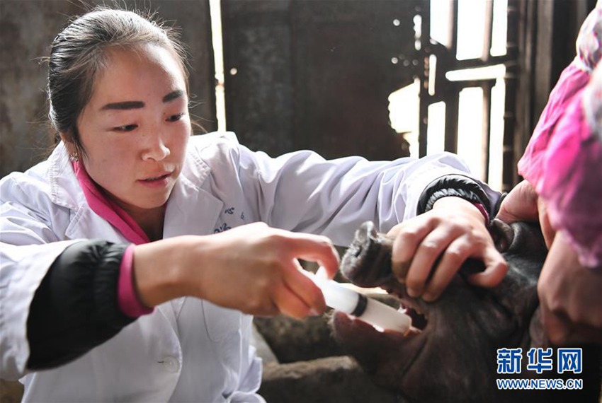 3월 9일 저우팅(周停)이 류바(留壩)현 톈싱량(天星亮)촌 농가에서 병든 새끼 돼지에게 약을 먹이는 모습
