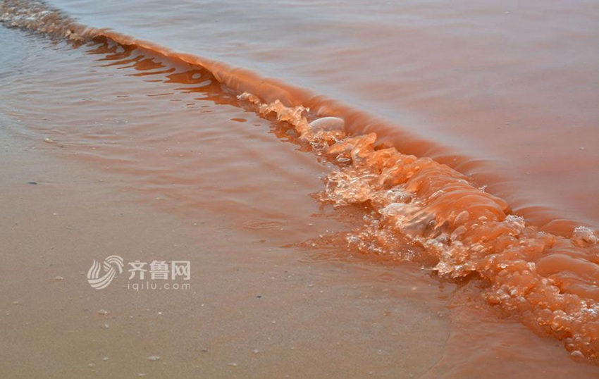 산둥에 발생한 ‘적조’ 현상, 바닷물이 온통 붉게 물들어