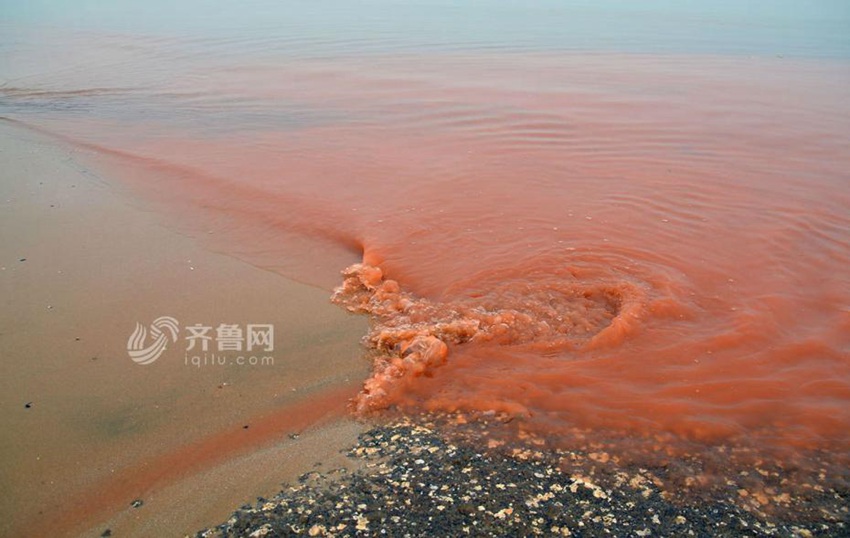 산둥에 발생한 ‘적조’ 현상, 바닷물이 온통 붉게 물들어