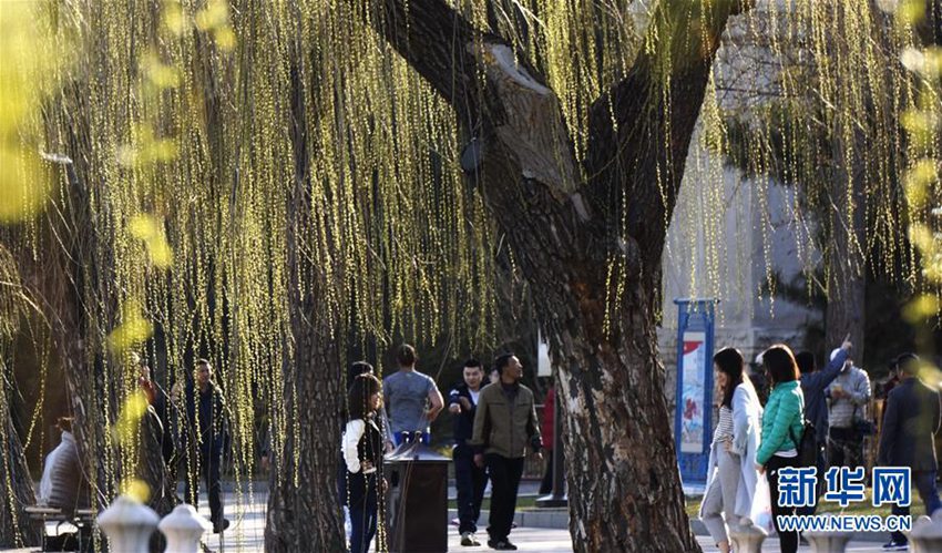 베이징 이화원 북해공원 등 시내 공원에 만발한 꽃들, 사람들 봄나들이 시작