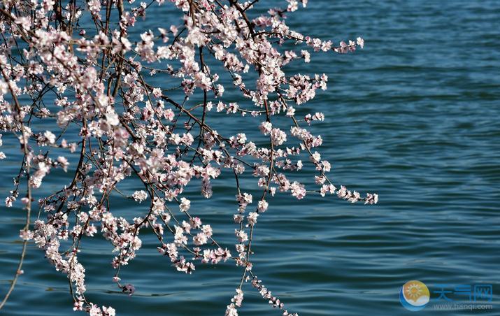 베이징 이화원 북해공원 등 시내 공원에 만발한 꽃들, 사람들 봄나들이 시작