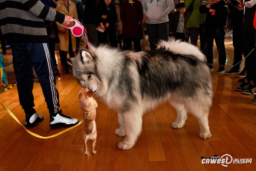 시안 영화관, 50마리 강아지의 영화 관람 행사… ‘반려견과의 교감’