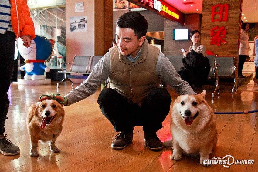 시안 영화관, 50마리 강아지의 영화 관람 행사… ‘반려견과의 교감’
