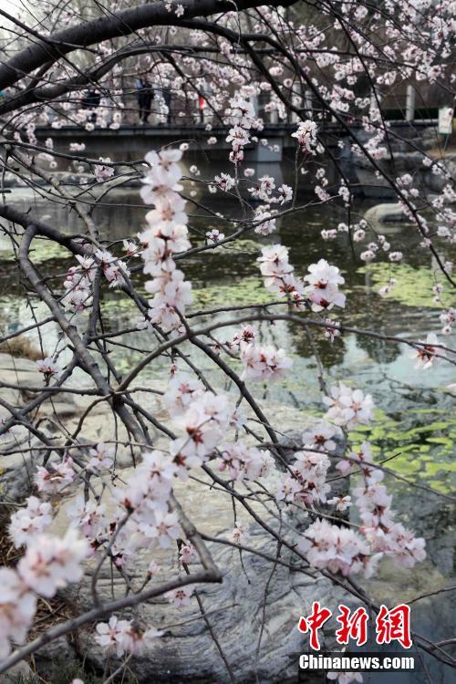베이징 식물원에 만발한 복숭아꽃, 시민들의 발길 이어져