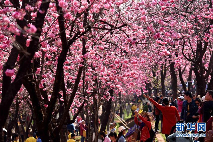 중국 쿤밍에 찾아온 봄, 1만 그루 벚꽃 활짝 피며 시민들 유혹해
