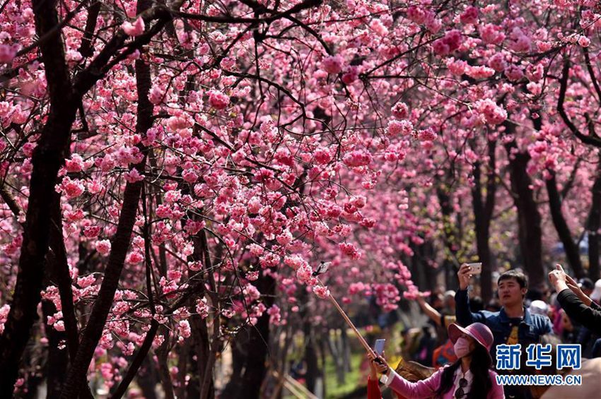 중국 쿤밍에 찾아온 봄, 1만 그루 벚꽃 활짝 피며 시민들 유혹해